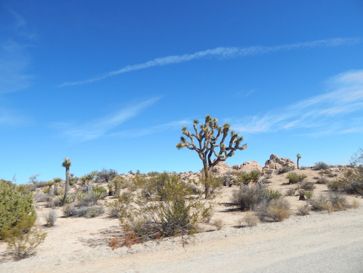 Palm Springs The Joshua Tree National Park