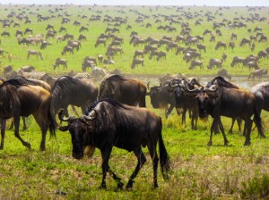 safari-in-Africa-consigli-utili