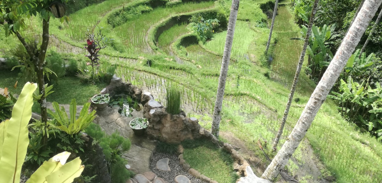cosa vedere a Bali risaie Tegalalang