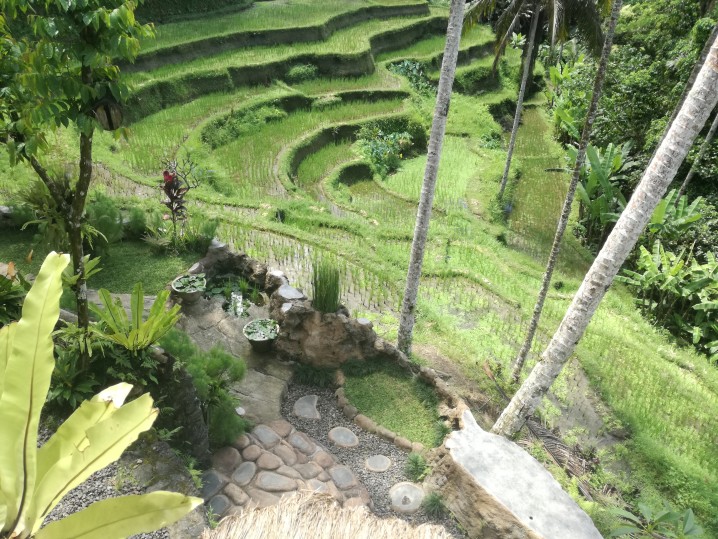 cosa vedere a Bali risaie Tegalalang