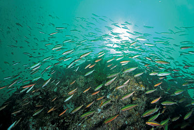 dove-quando-andare-mare-malesia-borneo-snorkeling