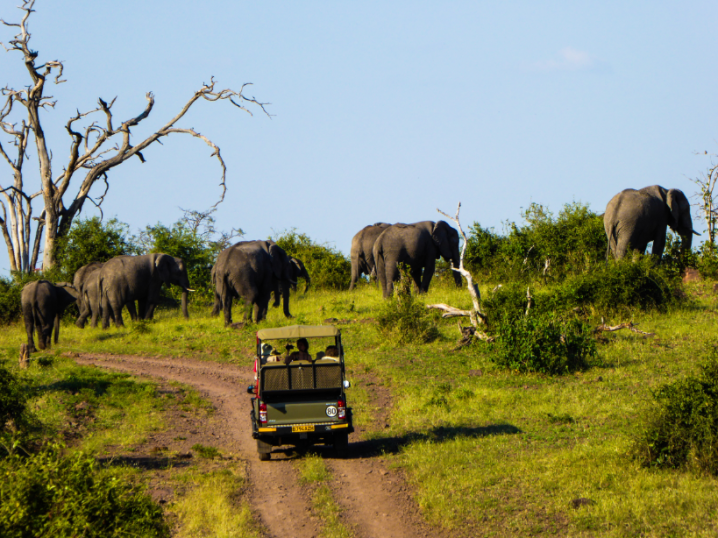 safari-in-Africa-consigli-utili