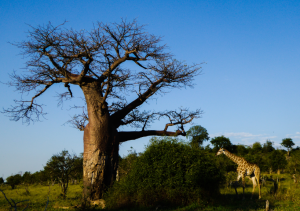 safari-in-Africa-consigli-utili