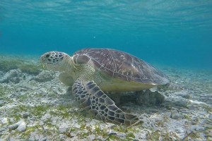 mare-a-bali-isole-gili-tartarughe